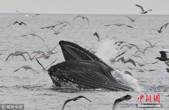 资料图：座头鲸。图片来源：视觉中国