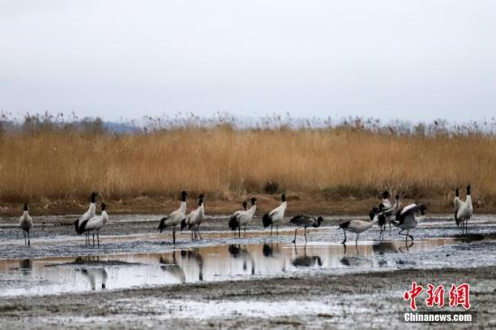 资料图：贵州草海保护区内的黑颈鹤。<a target='_blank' href='http://www.chinanews.com/'>中新社</a>记者 瞿宏伦 摄