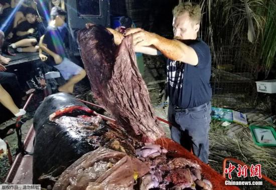 当地时间2019年3月16日菲律宾一家博物馆的工作人员近日在该国达沃市东海岸发现了一只死亡的柯氏喙鲸(the Cuviers beaked whale)。经过解剖工作人员在其胃中发现了近80斤塑料垃圾。据英国广播公司报道菲律宾这家博物馆17日在脸书发帖表示这只鲸鱼是他们遇到的死亡鲸鱼中塑料垃圾最多的一只。博物馆称他们在鲸鱼胃中发现了16个米袋以及很多购物袋更多垃圾将会在几天后公布。