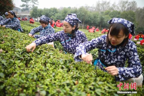 中国内地进口茶叶增速远超出口 每公斤均价超五美元
