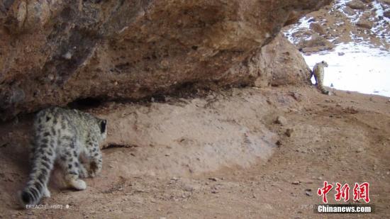 雪豹素有“高海拔生态系统健康与否的气压计”之称，1996年《中国濒危动物红皮书》已将其列为濒危物种，目前中国是全球雪豹最大分布国，涵盖其60%的栖息地。图为2019年2月13日，红外相机拍摄到两只雪豹正在寻觅食物。 三江源国家公园黄河源园区管委会
　　