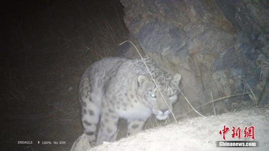 祁连山国家公园青海片区5只雪豹同框 同时监测到豺与荒漠猫