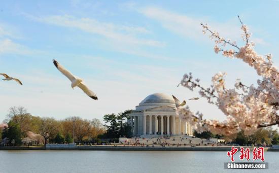 当地时间4月1日，美国华盛顿樱花进入盛放期。据华盛顿国家樱花节官方网站介绍，今年的樱花绽放期将持续近2周时间。/p中新社记者 陈孟统 摄