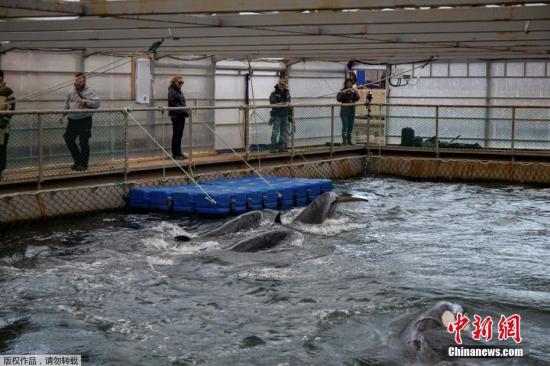 当地时间4月7日，俄罗斯远东沿海纳霍德卡（Nakhodka）港附近，近百头鲸鱼被关在空间狭小的养殖设施中。据报道，国际科学和环保人士于当日造访该养殖基地进行调查，同时宣布这批鲸鱼将在夏季被释放。