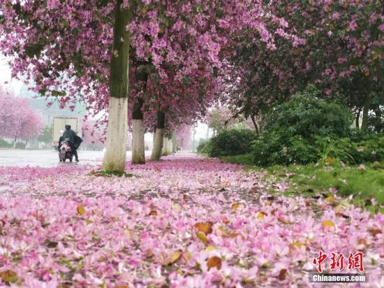 广西柳州紫荆花如雨般凋落，道路变成粉红色。 朱柳融 摄