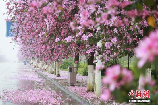 资料图：柳州市鱼峰区葡萄山路紫荆花如雨般纷纷凋落。 朱柳融 摄