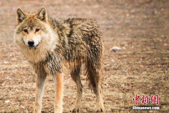 俄罗斯科学家将尝试利用古代动物细胞 培育出4万年前灭绝的一种狼