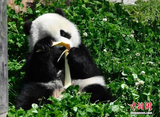 资料图：熊猫宝宝。安源 摄