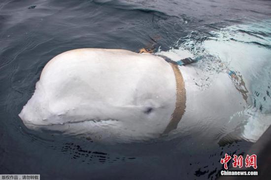 资料图：当地时间2019年4月29日报道，近日，挪威渔民在靠近Inga小渔村的挪威北部沿岸水域发现一头穿背带的白鲸。