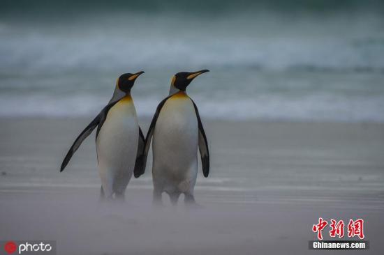 2019年5月3日报道(具体拍摄时间不详)，野生动物摄影师Alex Macipe在福克兰群岛志愿者角捕捉到非常浪漫的一幕，两只国王企鹅借着为孩子觅食的间隙，手拉手在海滩散起了步。作为“一夫一妻”制表率的企鹅“夫妇”很少会一起出门觅食，正常来说，一对企鹅觅食的时候总会留下一个在家照看孩子。Alex Macipe表示自己从未见过像这样手拉手的一对企鹅，在愉快的漫步一段时间之后，它们又重新回到了海浪之中。 图片来源：IC pohoto