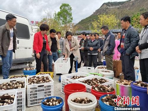 图为4月15日傍晚，村民们将新鲜的羊肚菌搬到小广场上，排队等待收购商称重。<a target='_blank' href='http://www.chinanews.com/'>中新社</a>记者 王鹏 摄