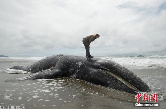 当地时间5月6日，美国旧金山海滩上，民众查看搁浅的鲸鱼尸体。据悉海洋哺乳动物中心计划进行对鲸鱼尸体进行解剖以确定其死因。