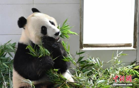 旅美大熊猫母子“白云”“小礼物”回到四川“老家”