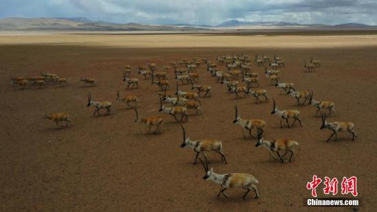 藏羚羊为国家一级保护动物，主要栖息于海拔3700至5500米的高山草原、草甸和高寒荒漠地带，早晚觅食、善奔跑。藏羚羊主要分布于以羌塘草原为中心的青藏高原地区(青海、西藏、新疆)，每年夏季，它们会沿固定路线向北迁徙。文/江飞波 图/索朗仁青