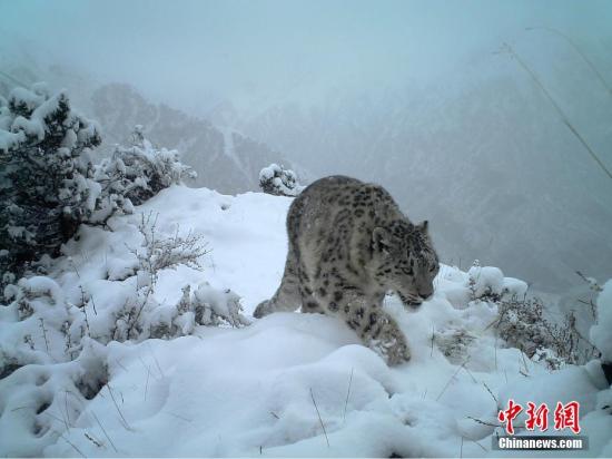 图为红外相机在三江源区域记录到的雪豹影像。山水自然保护中心 供图