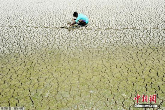 资料图：当地时间2019年5月21日，印度金奈，一名印度青年在干涸的河床上四处寻找泥蟹和蛇头鱼。印度国家转型委员会发布报告称，印度正经历史上最严重的用水危机，全国约6亿人面临不同程度的缺水问题。由于供水不足或水污染等，平均每年有20万人因“水”丧生。