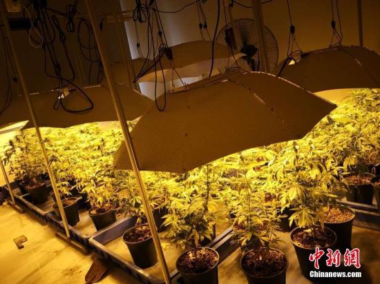 资料图：毒贩将大麻植株栽在花盆里。文/奚金燕 钱含情 金华公安供图