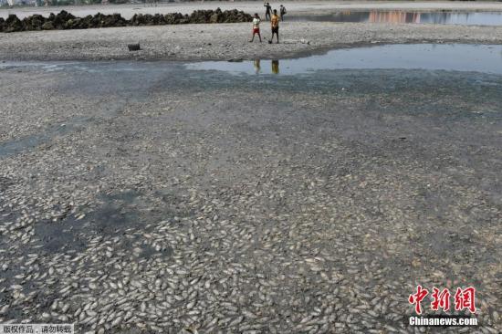 当地时间2019年6月9日，印度钦奈，当地郊区一个干涸湖床上的死鱼。监测结果显示，钦奈的主要几个水库的水位创下70年来的新低，目前的蓄水量仅占水库总库容的1.3%。