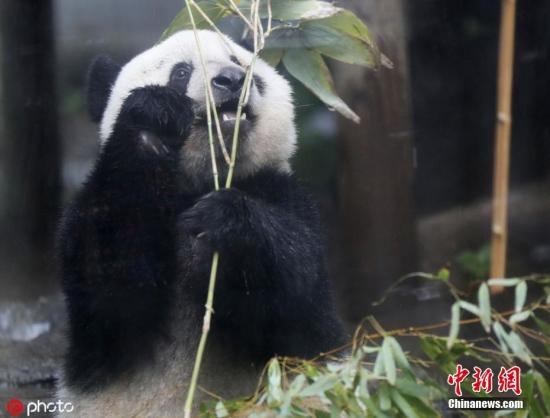 当地时间2019年6月10日，日本东京，大熊猫“香香”在上野动物园中啃竹子。上野动物园的雌性大熊猫宝宝“香香”12日将满两岁，当初规定的“满24个月月龄时”送回中国的归还期限，延长至2020年底。据报道，香香于2017年6月12日诞生，是雄性大熊猫“力力”和雌性大熊猫“真真”自然交配的结晶。 图片来源：ICphoto