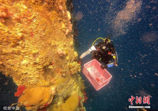 资料图：当地时间6月，以色列自然公园和公园管理局的潜水员打捞当地海域的珊瑚，将它们转移到附近的海洋公园。海洋生物学家表示，埃拉特湾的珊瑚礁靠近海岸，增加了它们面临人类工业活动带来的“毒素和污染”的威胁。图片来源：视觉中国