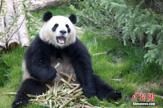 资料图：西宁熊猫馆内，熊猫正在吃竹子。中新社记者 罗云鹏 摄