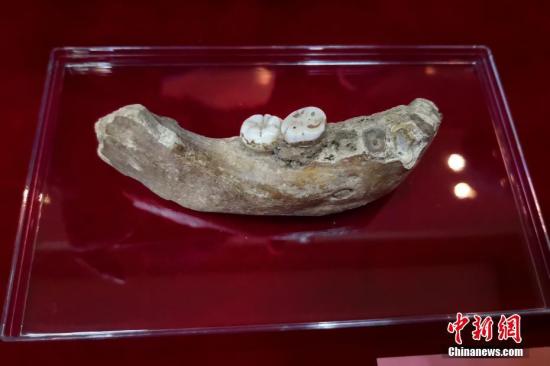 图为研讨会现场展示的夏河丹尼索瓦人下颌骨化石，该化石长约12厘米，有两颗完整的牙齿，第一臼齿和第二臼齿，牙齿较大而且原始，代表了一个13岁至18岁的青少年个体。/p中新社记者 丁思 摄
