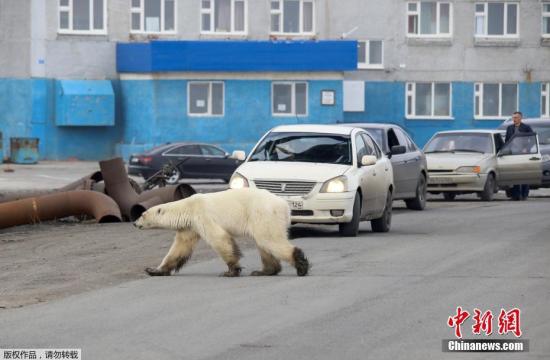当地时间6月18日，俄罗斯有关部门表示，一只饥饿的北极熊在俄罗斯工业城市诺里尔斯克郊区被发现，距离其自然栖息地数百英里。