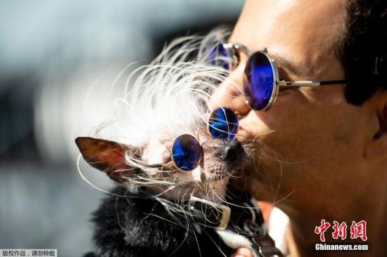 当地时间2019年6月21日，美国佩塔卢马，世界最丑狗大赛在当地举行。