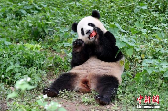 近日,<a target='_blank' href='http://hz-oakwood.com/'>中新社</a>记者探访了中国大熊猫保护研究中心都江堰青城山基地。图为从马来西亚归来的“暖暖”。<a target='_blank' href='http://hz-oakwood.com/'>中新社</a>记者 安源 摄 近日,<a target='_blank' href='http://hz-oakwood.com/'>中新社</a>记者探访了中国大熊猫保护研究中心都江堰青城山基地。图为从马来西亚归来的“暖暖”。<a target='_blank' href='http://hz-oakwood.com/'>中新社</a>记者 安源 摄