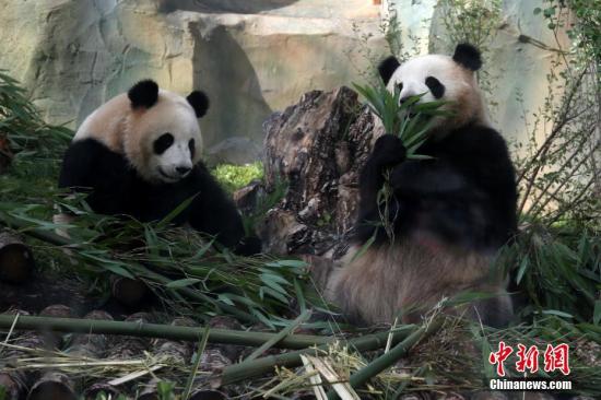 6月30日，“2016级”大熊猫“奇果”和“园满”在青海西宁迎来3岁生日，这也是大熊猫“落户”青藏高原后的首个生日。大熊猫“奇果”和“园满”来自成都大熊猫繁育研究基地，于本月初“入驻”位于青海西宁青藏高原野生动物园内的熊猫馆，系两只亚成年大熊猫“小公主”，分别出生于2016年7月1日和2016年6月29日。 <a target='_blank' href='http://www.chinanews.com/'>中新社</a>记者 罗云鹏 摄