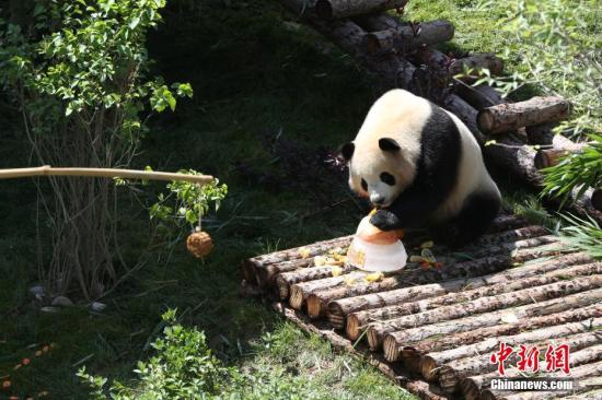 6月30日，“2016级”大熊猫“奇果”和“园满”在青海西宁迎来3岁生日，这也是大熊猫“落户”青藏高原后的首个生日。大熊猫“奇果”和“园满”来自成都大熊猫繁育研究基地，于本月初“入驻”位于青海西宁青藏高原野生动物园内的熊猫馆，系两只亚成年大熊猫“小公主”，分别出生于2016年7月1日和2016年6月29日。图为大熊猫“园满”享用彩色冰制蛋糕。 <a target='_blank' href='http://www.chinanews.com/'>中新社</a>记者 罗云鹏 摄