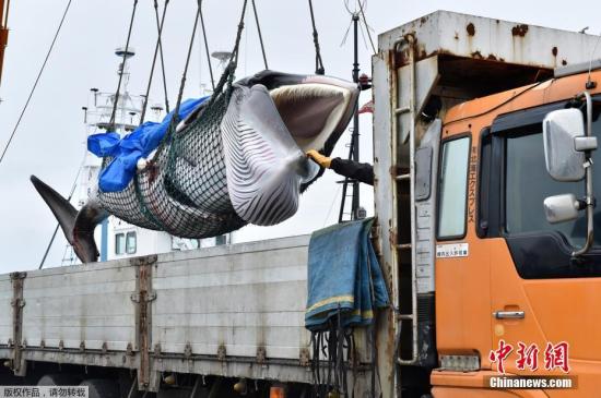 当地时间7月1日，日本北海道钏路港，一头刚刚被捕获的小须鲸被起重机吊到卡车上前往鱼肉市场。