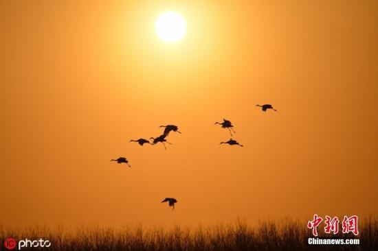 图为江苏省盐城市，缓缓降落的丹顶鹤。 (资料图) 图片来源：ICphoto
