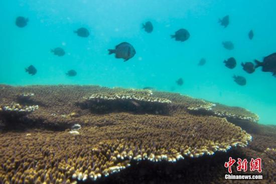 资料图：鱼群在珊瑚四周游弋。骆云飞 摄