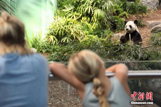 2019年7月上旬，加拿大卡尔加里动物园的中国大熊猫“大毛”吸引游客目光。<a target='_blank' href='http://www.chinanews.com/'>中新社</a>记者 余瑞冬 摄