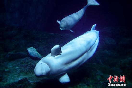 7月24日，白鲸宝宝与母亲在水里游泳。当日，珠海长隆海洋王国的三头白鲸宝宝“大白”、“点点”和“迪迪”正式跟游客见面。据悉，在中国，白鲸以二级保护动物的级别进行保护，2008年列入《世界自然保护联盟濒危物种红色名录》“近危物种”。<a target='_blank' href='http://www.chinanews.com/'>中新社</a>记者 陈骥旻 摄