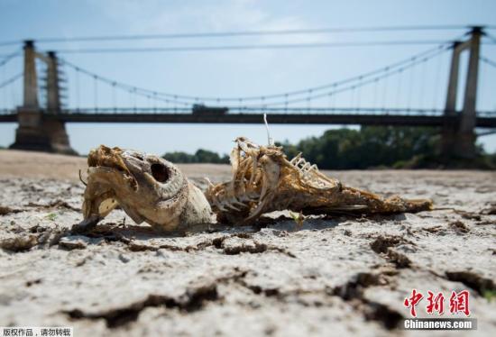 当地时间2019年7月24日，法国西部Montjean-sur-Loire，由于夏季热浪侵袭，卢瓦尔河水位持续下降，河床干涸龟裂。鱼儿被晒成“鱼干”。