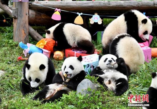 7月25日，18只2018年新生大熊猫宝宝在中国大熊猫保护研究中心卧龙神树坪基地集体庆生，迎来了它们“熊生”中第一个属于自己的生日派对。图为享受生日美食的大熊猫宝宝。安源 摄
