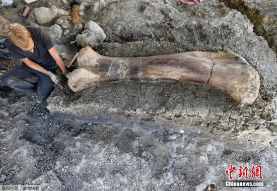资料图：2019年7月25日，法国西南部查伦特，志愿者在一个古生物学遗址中挖掘出一只距今1.4亿年、长2米、重约500公斤的侏罗纪时期蜥脚类恐龙股骨化石。
