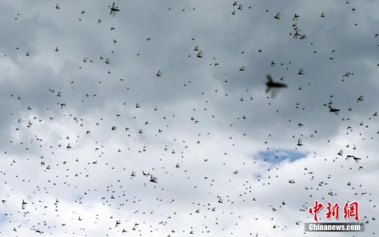 当地时间7月28日，也门萨那天空出现大片蝗虫，蝗虫漫天飞舞触目惊心。