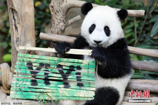 当地时间2019年8月1日，马来西亚吉隆坡，马来西亚国家动物园里，旅居马来西亚的中国大熊猫“兴兴”和“靓靓”所生的第二只幼崽的命名仪式举行，这只出生于2018年1月14日的雌性大熊猫正式被命名为“谊谊”，象征中马友谊长存。