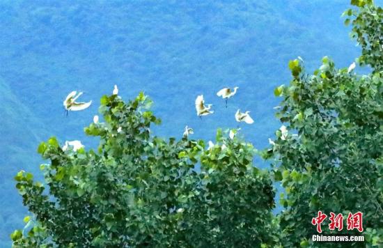 资料图：三峡库区湖北省秭归县童庄河水清岸绿，白鹭或在林间飞舞鸣唱，或在河道上空结伴掠过，构成了一幅生态美景图。王罡 摄