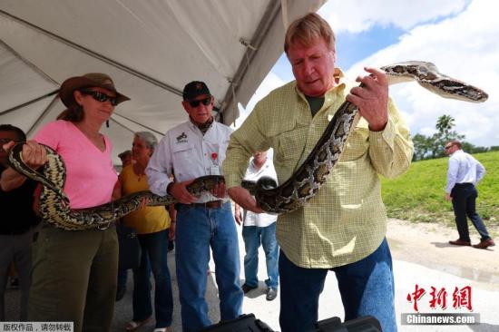 本地时光2019年8月7日，美国佛罗里达州劳德代尔堡，本地举办消息宣布会，宣布该州正加大年夜尽力，清除日益泛滥的蟒蛇，同时也将和联邦当局合作，让捕蛇者前去偏远地区捕获。 