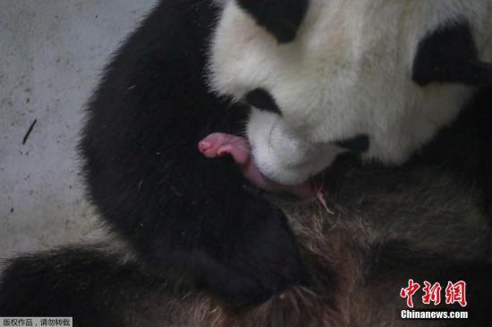 当地时间8月9日，比利时布吕热莱特市的天堂动物园，旅居比利时的大熊猫与新生大熊猫幼崽在一起。