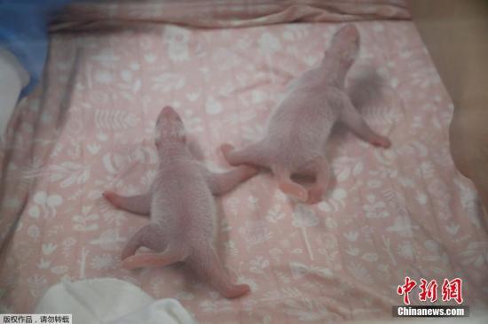 当地时间8月9日，比利时布吕热莱特市的天堂动物园，刚出生的双胞胎大熊猫在育婴箱中。