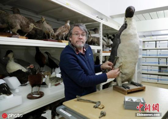 当地时间2019年8月14日，新西兰克赖斯特彻奇，坎特伯雷博物馆陈列出一具生活在6000万年前的巨星企鹅概念骨架。两年前，新西兰科学家宣布发现约6000万年前的企鹅化石，这种企鹅和人类差不多高度。