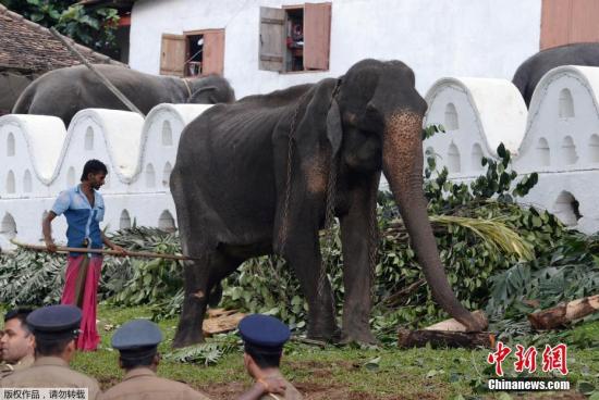 当地时间8月14日，一头名为Tikiri的大象正在休息并接受治疗。今年70岁的Tikiri从5岁起开始被用于游行庆典等活动，因长期过工作且营养不良，目前它已瘦成皮包骨头。目前它从即将举行的庆典活动中被召回，进行疗养。