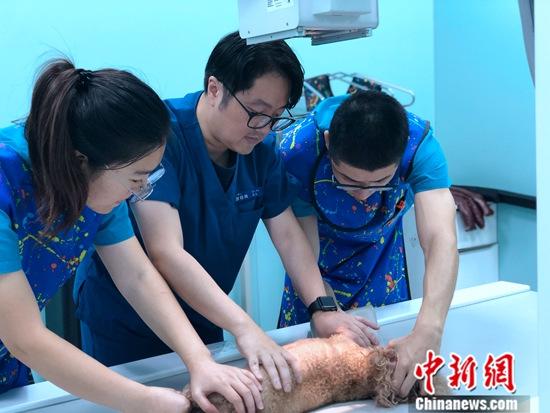 北京顺义一座占地3000平方米的楼房内，有宽敞明亮的候诊区，温和亲切的接诊医生，内外科、手术室、B超室、核磁室、ICU病房一应俱全。这所投资逾6000万元人民币的台资医院，服务的对象是陪伴人们的小动物。图为8月18日，游程皓(中)与同事们在北京顽皮家族动物深度医疗中心为小动物做身体检查。<a target='_blank' href='http://www.chinanews.com/'>中新社</a>发 钟欣 摄