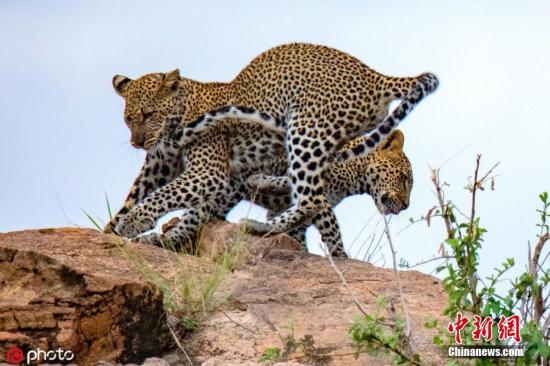 8月26日消息，61岁的美国摄影师Trish Henness近期在肯尼亚桑布鲁国家自然保护区中拍摄照片时捕捉到一对美洲豹兄弟打架的搞笑画面。两只美洲豹一开始在灌木丛中一起玩耍闲荡，突然戏剧性的画面发生了，它们在石头上开始厮打起来，兄弟俩打架的动作夸张的像是演“杂技”，一只在空中猛扑另一只的尾巴 ，甚至还跳到另一只的身上。图片来源：ICphoto