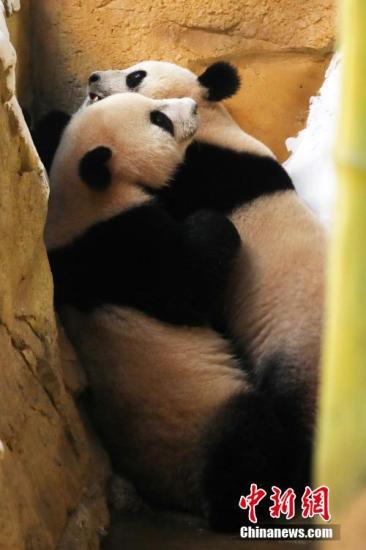 图为8月28日，来自中国大熊猫保护研究中心的十只大熊猫福虎、福豹、福凤、福伴、暖暖、茜茜、美生、伟伟、团子和绅威同一天分批从四川成都空运至江苏南京，落户汤山紫清湖野生动物世界。
据介绍，这10只大熊猫中6只大熊猫是海外出生的“海归”，还有一对龙凤胎。图为大熊猫在新居中相互拥抱。<a target='_blank' href='http://www.chinanews.com/'>中新社</a>记者 泱波 摄